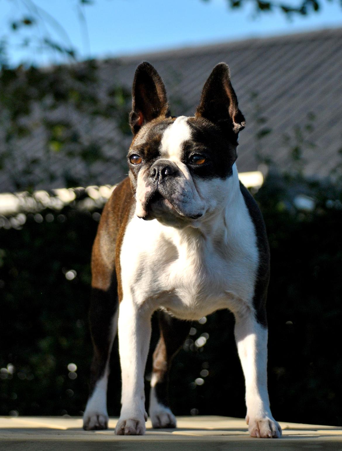Boston terrier ZARA STYLE AND CHIC Torques billede 1