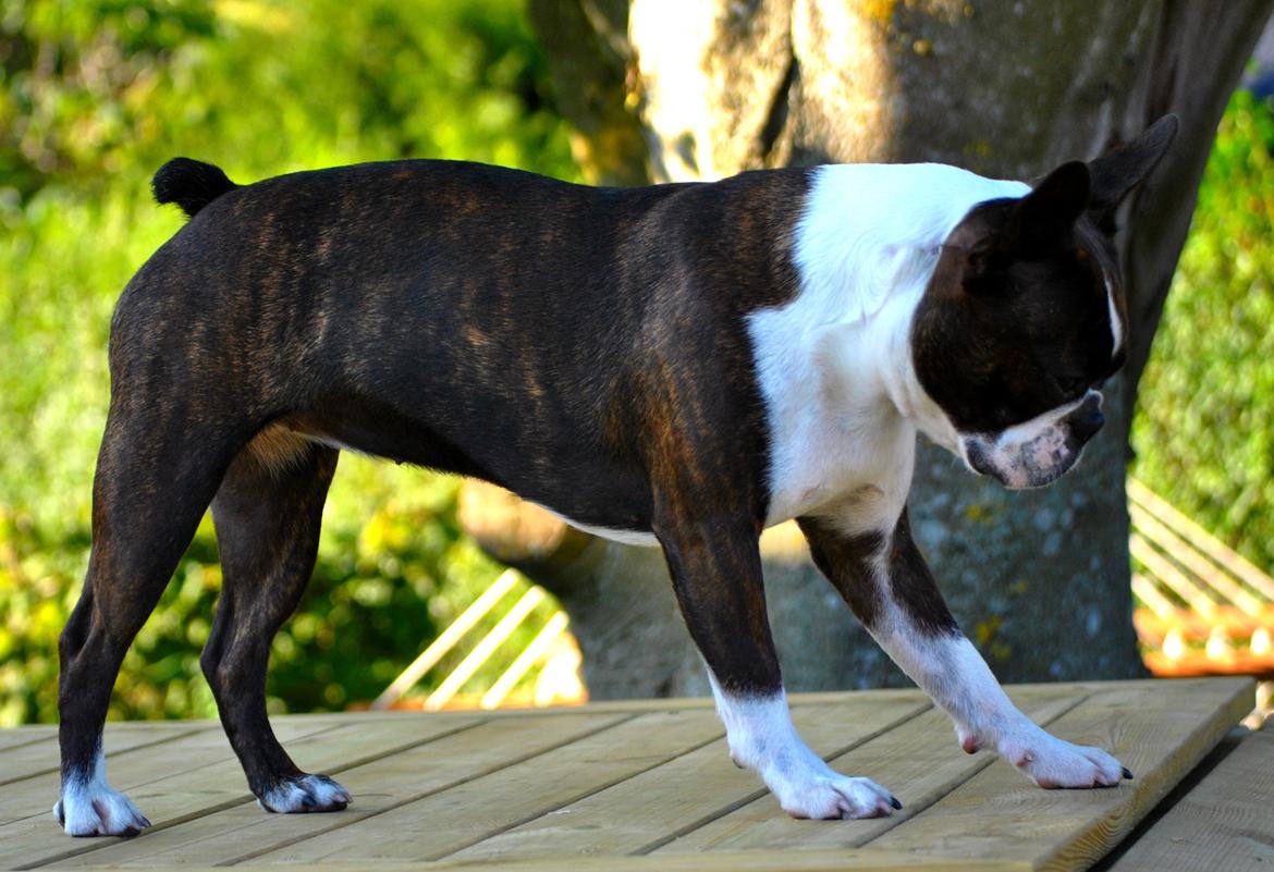 Boston terrier Dream of Jana vom Greifenring billede 3