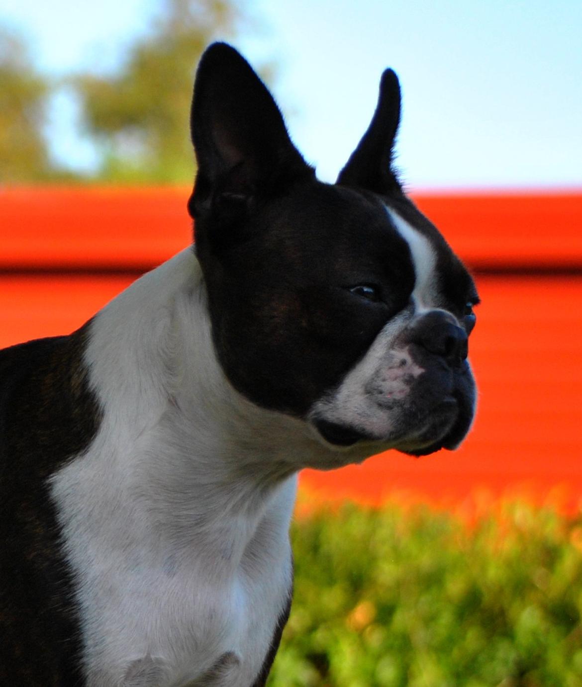 Boston terrier Dream of Jana vom Greifenring billede 2