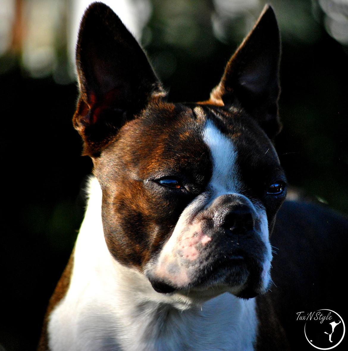 Boston terrier Dream of Jana vom Greifenring billede 1