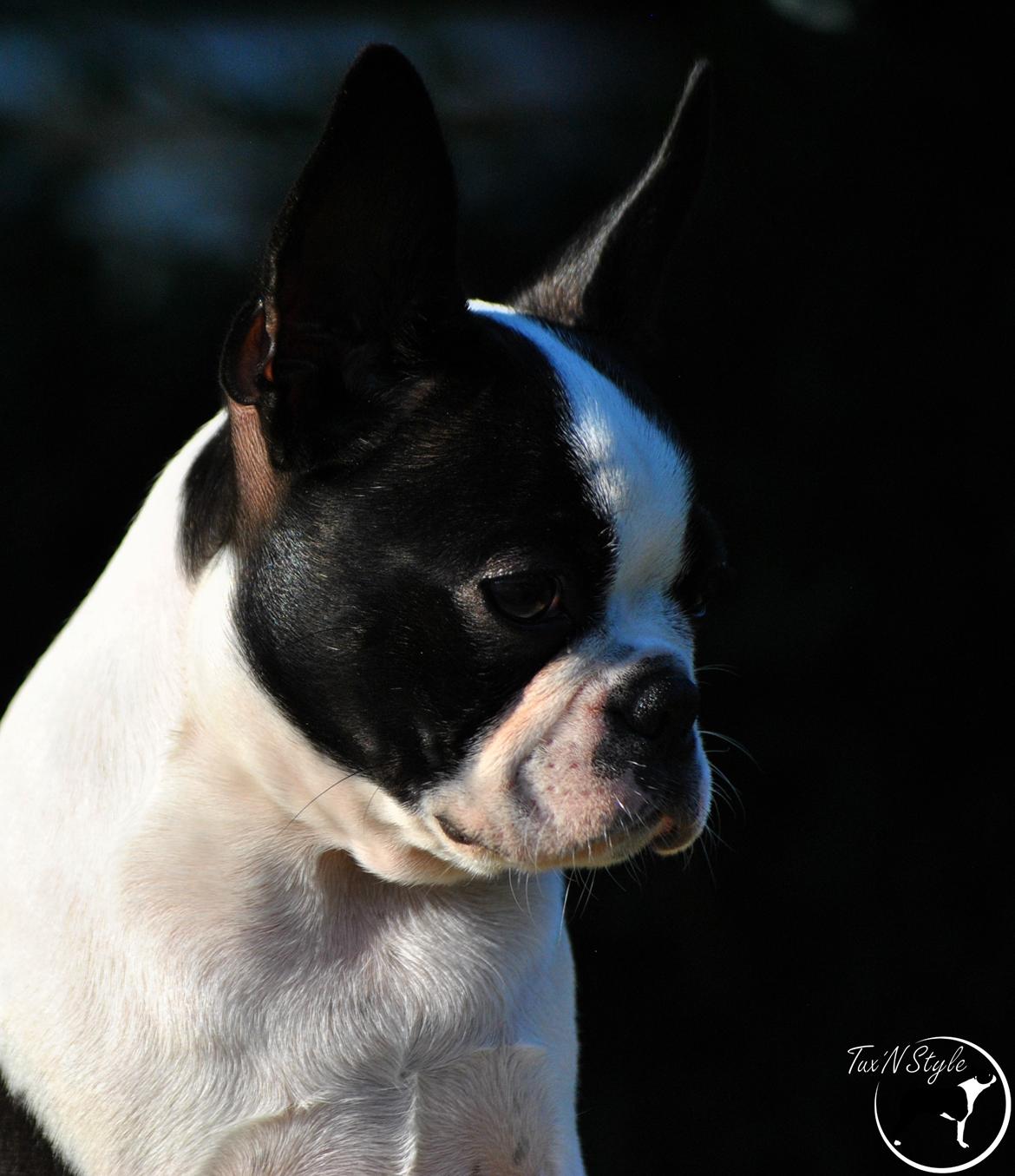 Boston terrier Melody Of Love Arwin billede 1
