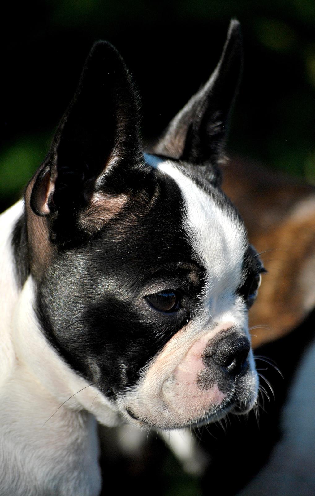 Boston terrier Melody Of Love Arwin billede 2