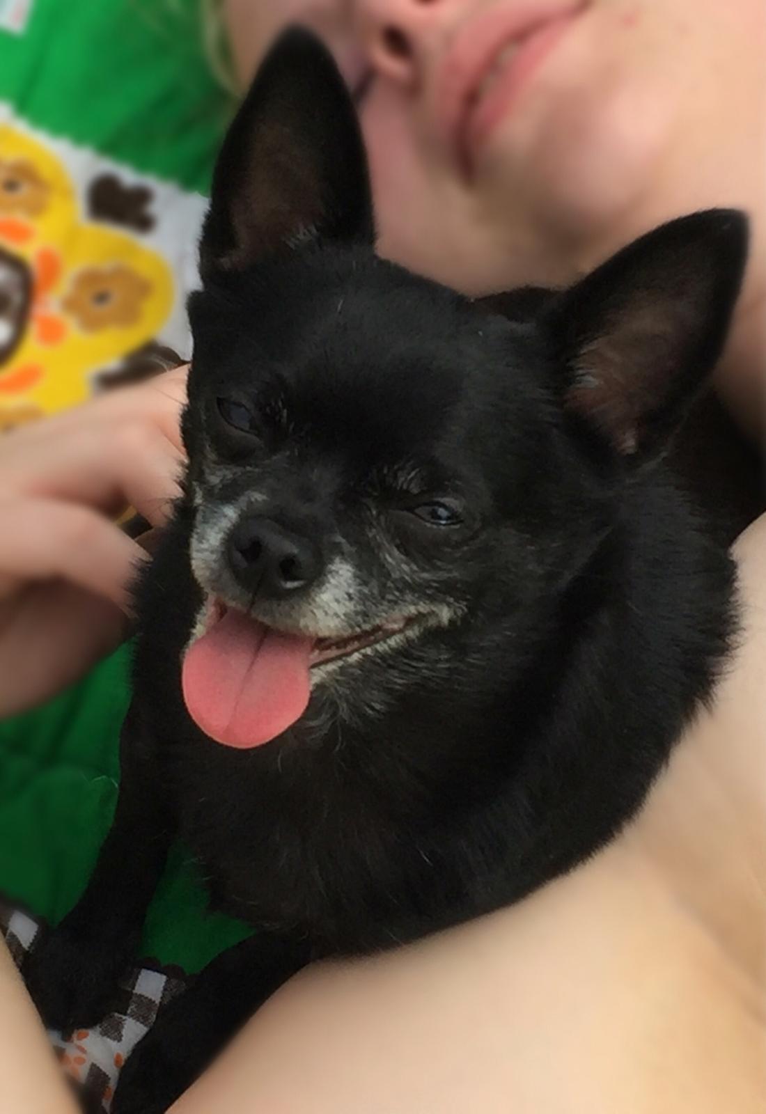 Chihuahua Theo billede 13