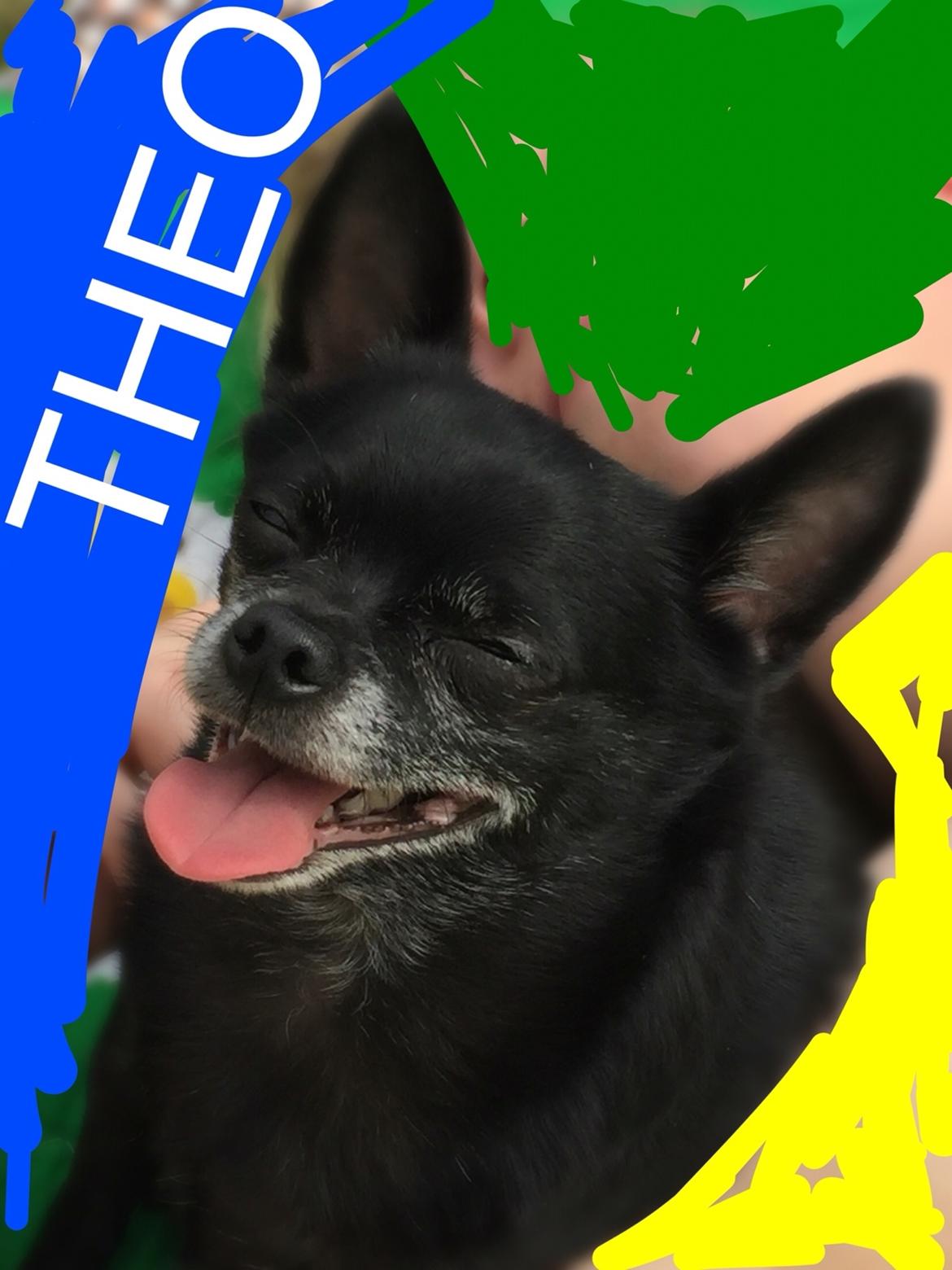 Chihuahua Theo billede 11