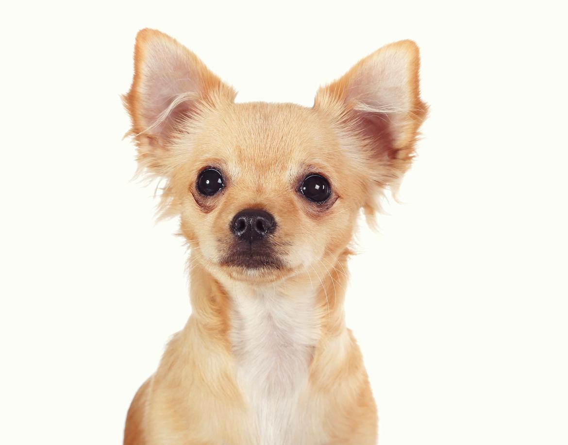 Chihuahua Bellis  billede 7
