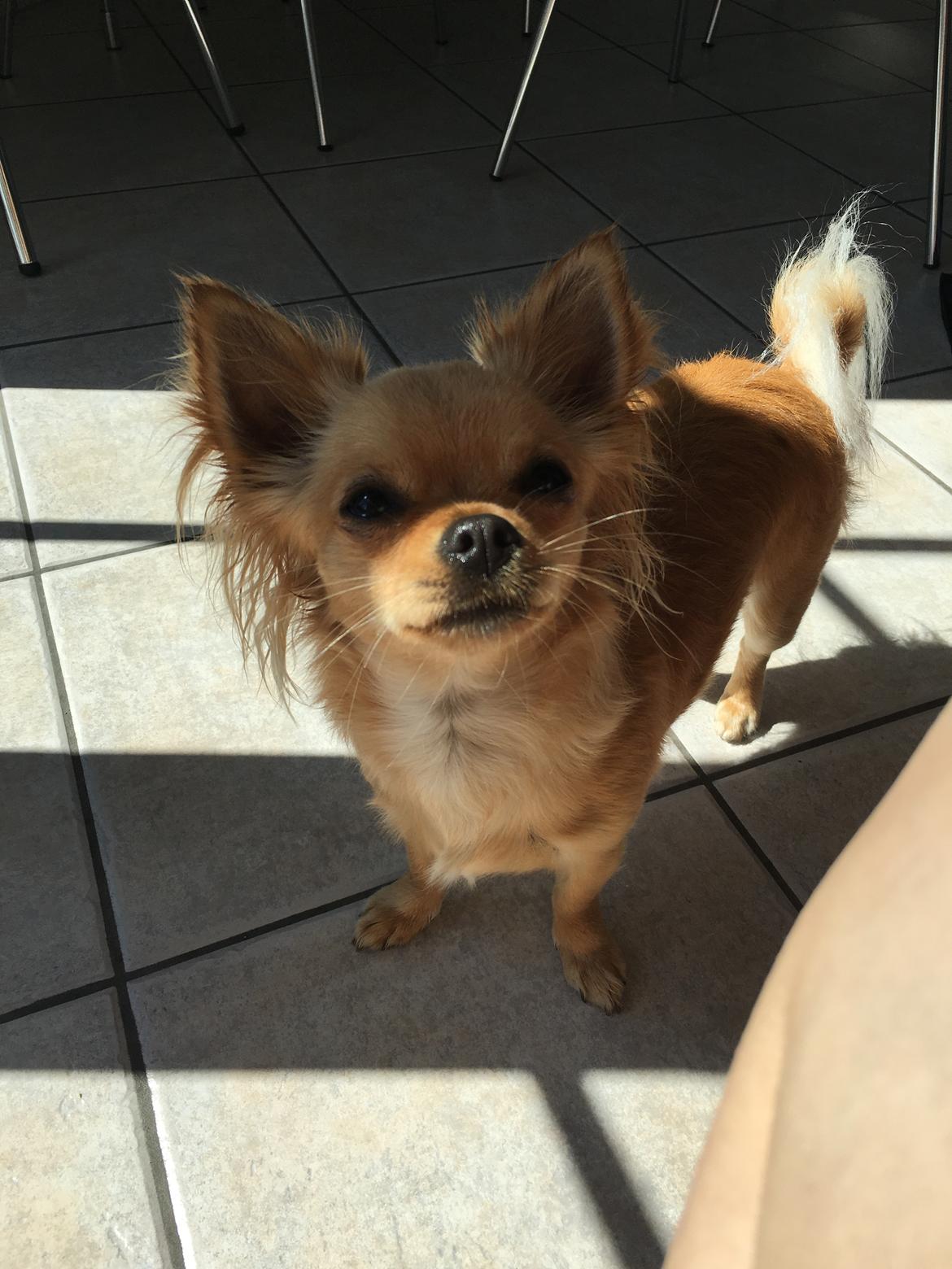 Chihuahua Bellis  billede 8
