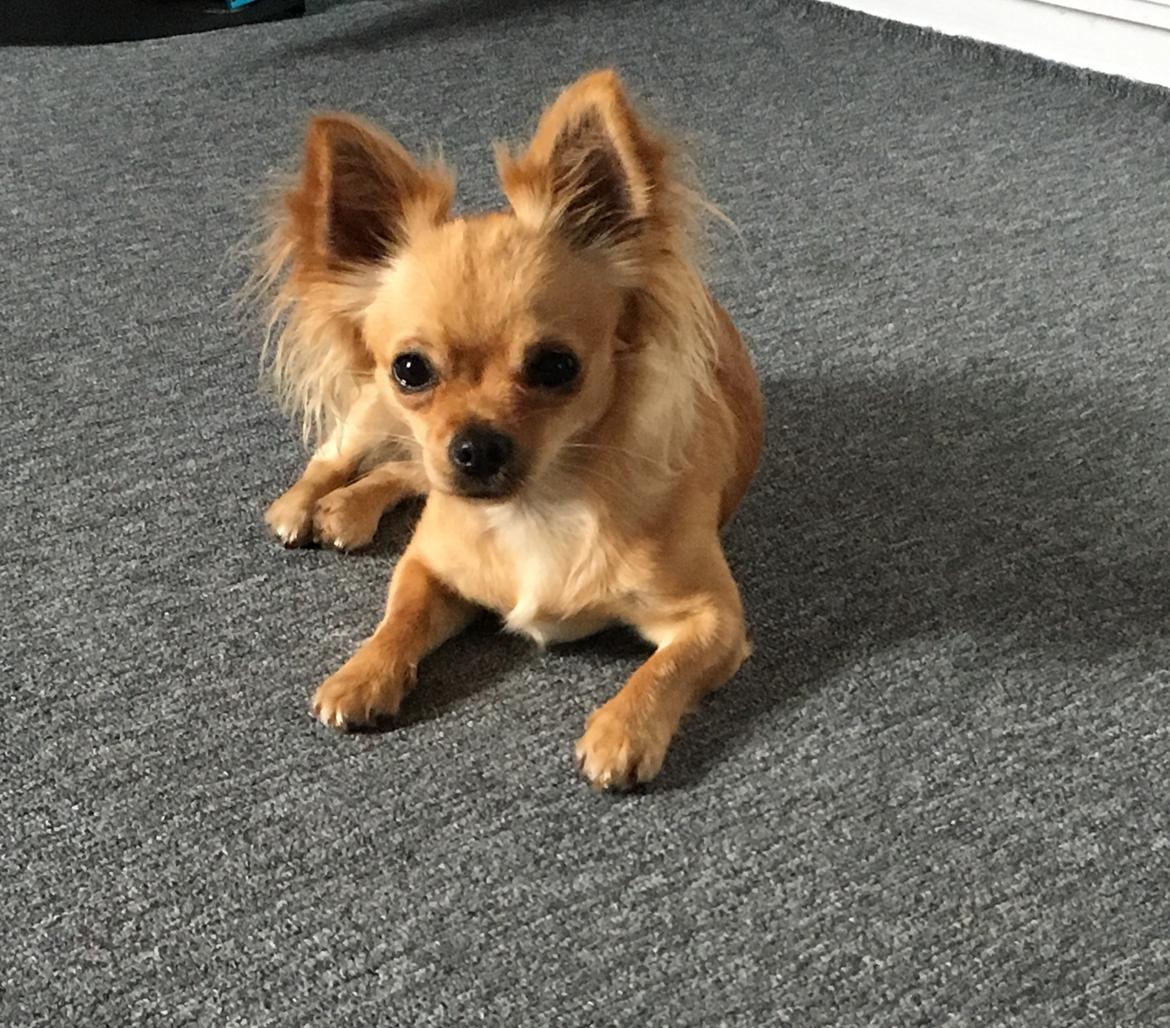 Chihuahua Bellis  billede 9