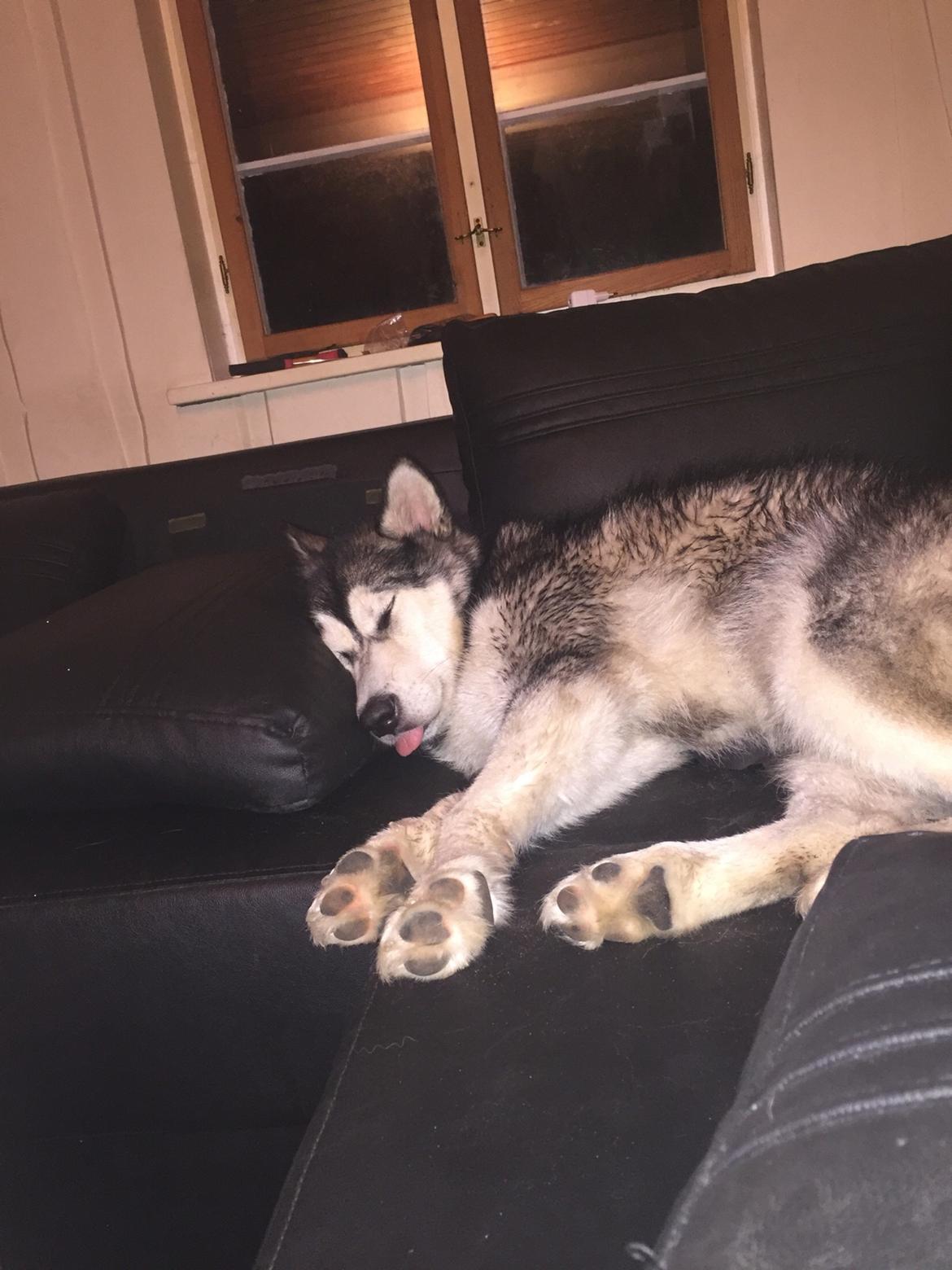 Alaskan malamute Shiva billede 25