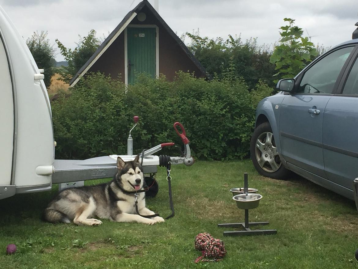 Alaskan malamute Shiva billede 28