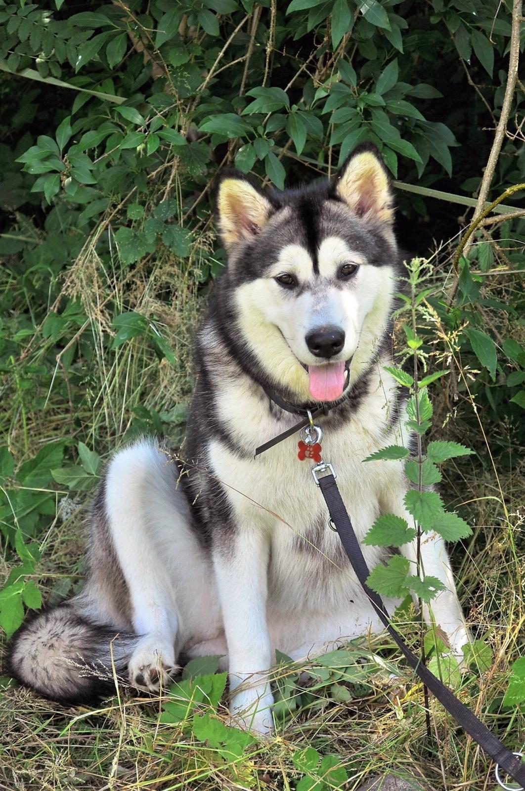 Alaskan malamute Shiva billede 29