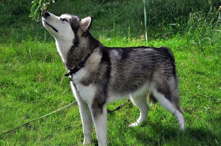 Alaskan malamute Shiva billede 30