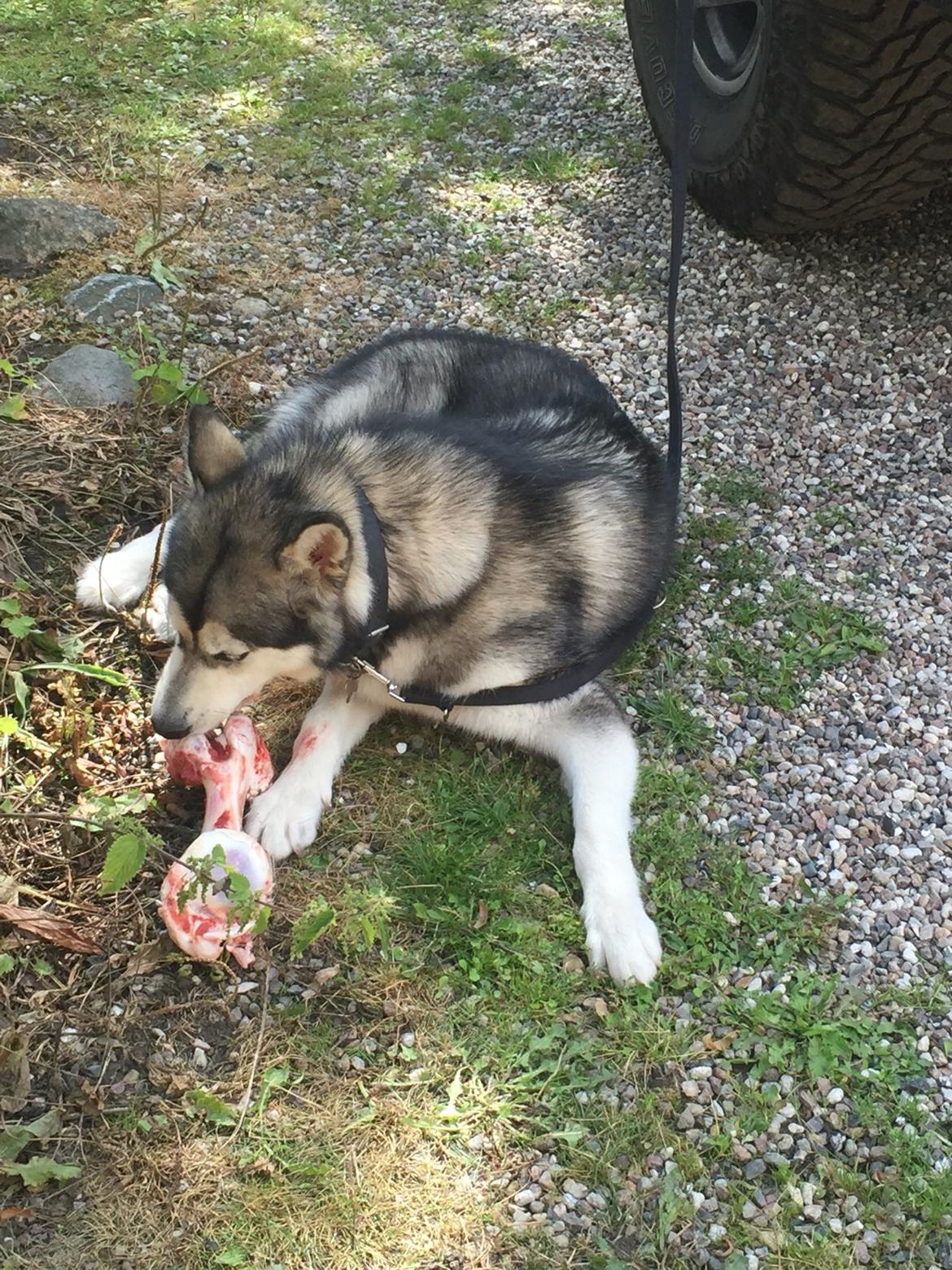 Alaskan malamute Shiva billede 27