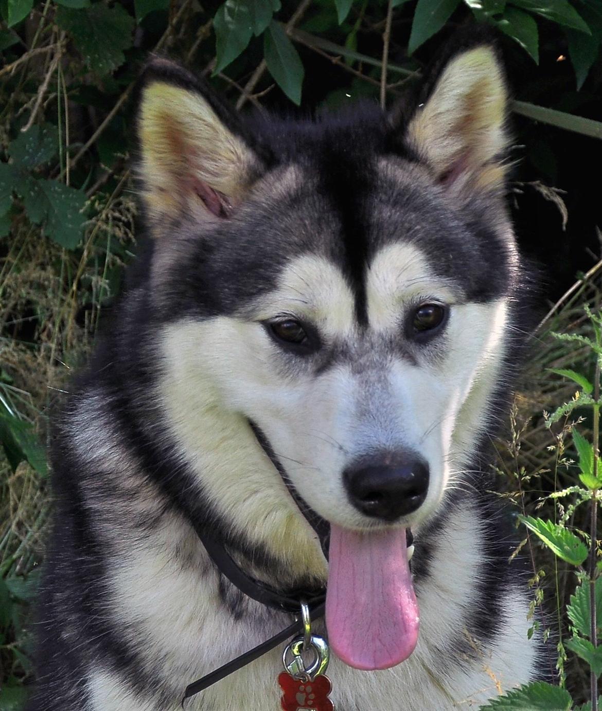 Alaskan malamute Shiva billede 1