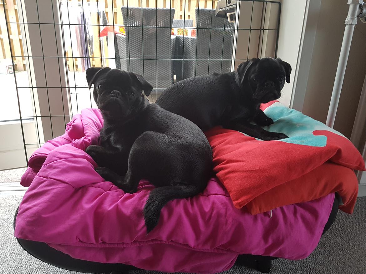 Mops Maggie billede 5