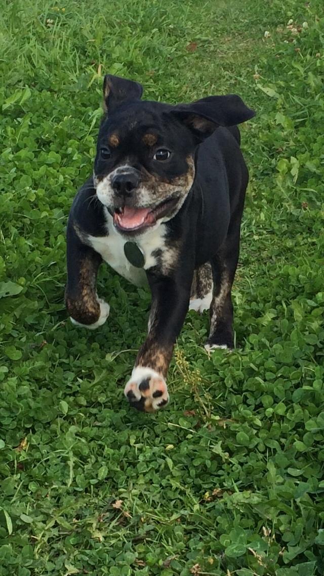Olde english bulldogge Catobull's Sir Mogens billede 11