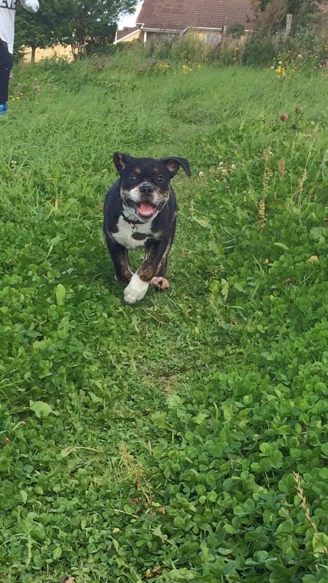 Olde english bulldogge Catobull's Sir Mogens billede 10