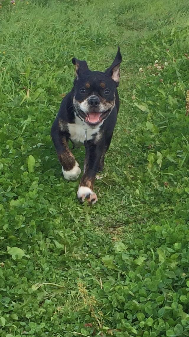 Olde english bulldogge Catobull's Sir Mogens billede 13