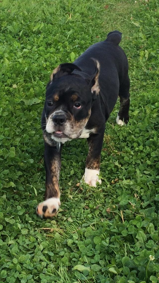 Olde english bulldogge Catobull's Sir Mogens billede 12