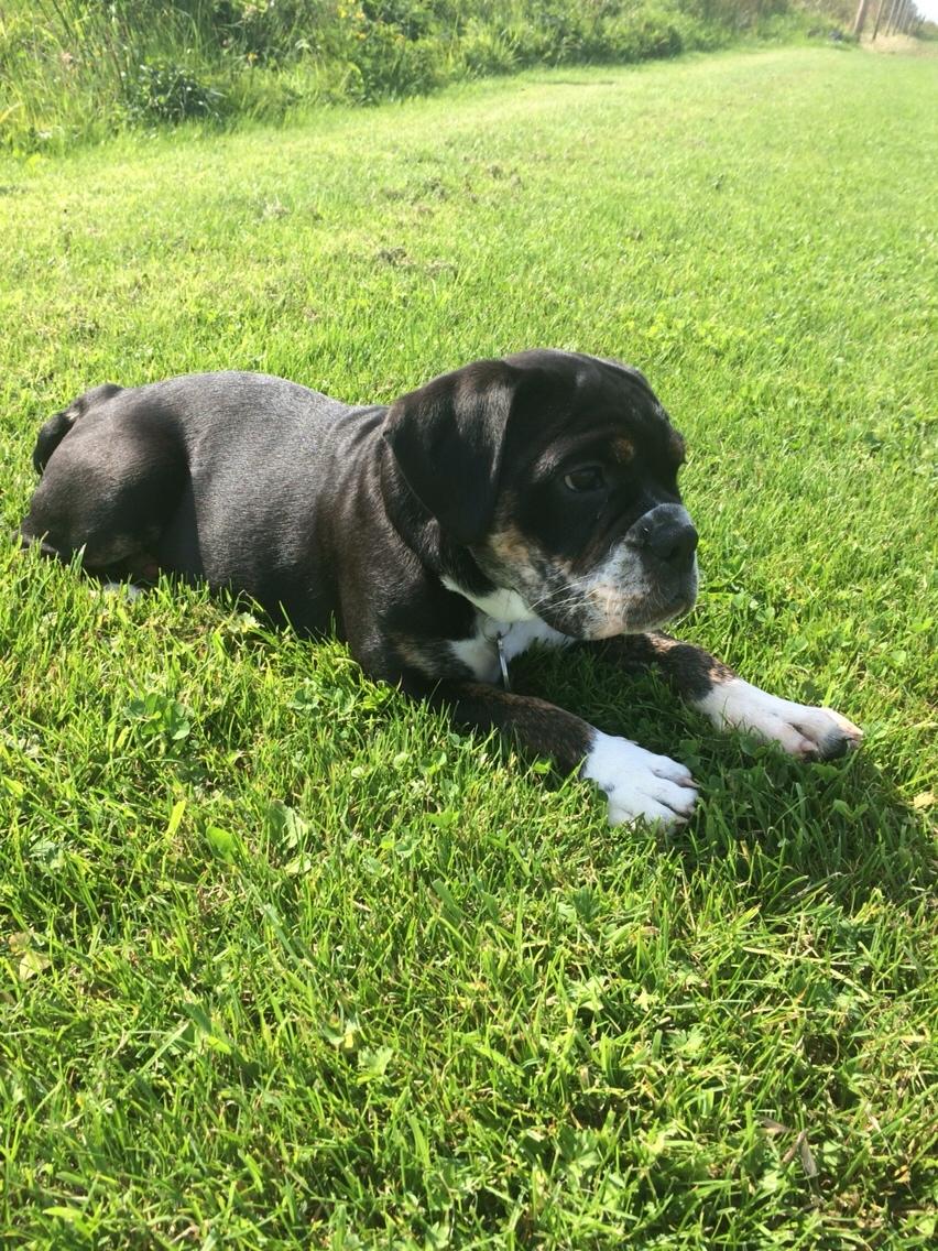 Olde english bulldogge Catobull's Sir Mogens billede 14