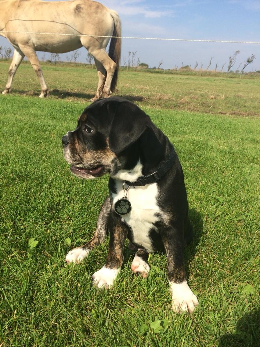Olde english bulldogge Catobull's Sir Mogens billede 15