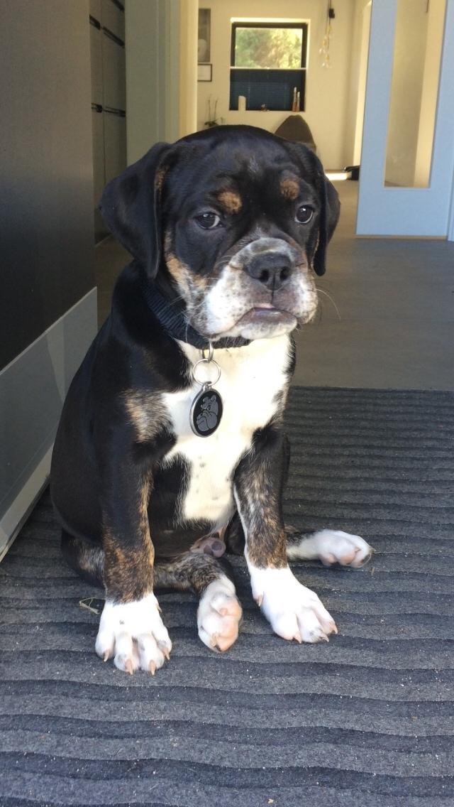 Olde english bulldogge Catobull's Sir Mogens billede 17