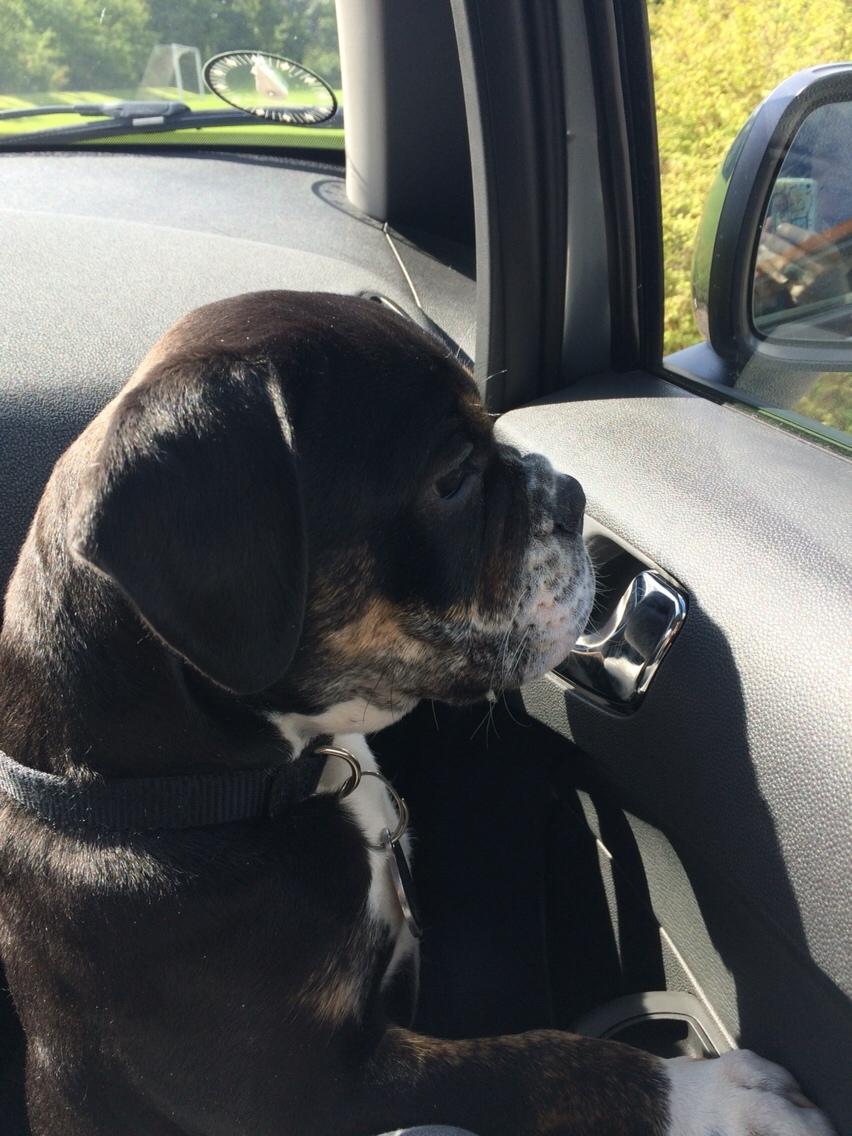 Olde english bulldogge Catobull's Sir Mogens billede 16