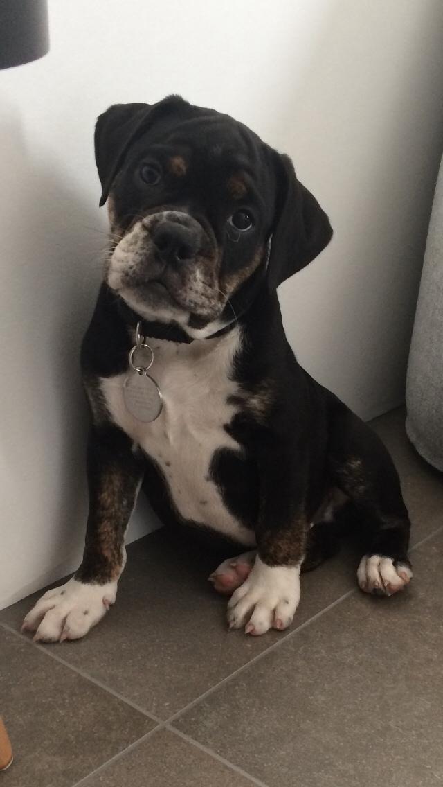 Olde english bulldogge Catobull's Sir Mogens billede 18