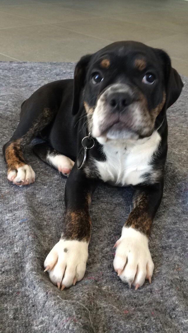 Olde english bulldogge Catobull's Sir Mogens billede 19