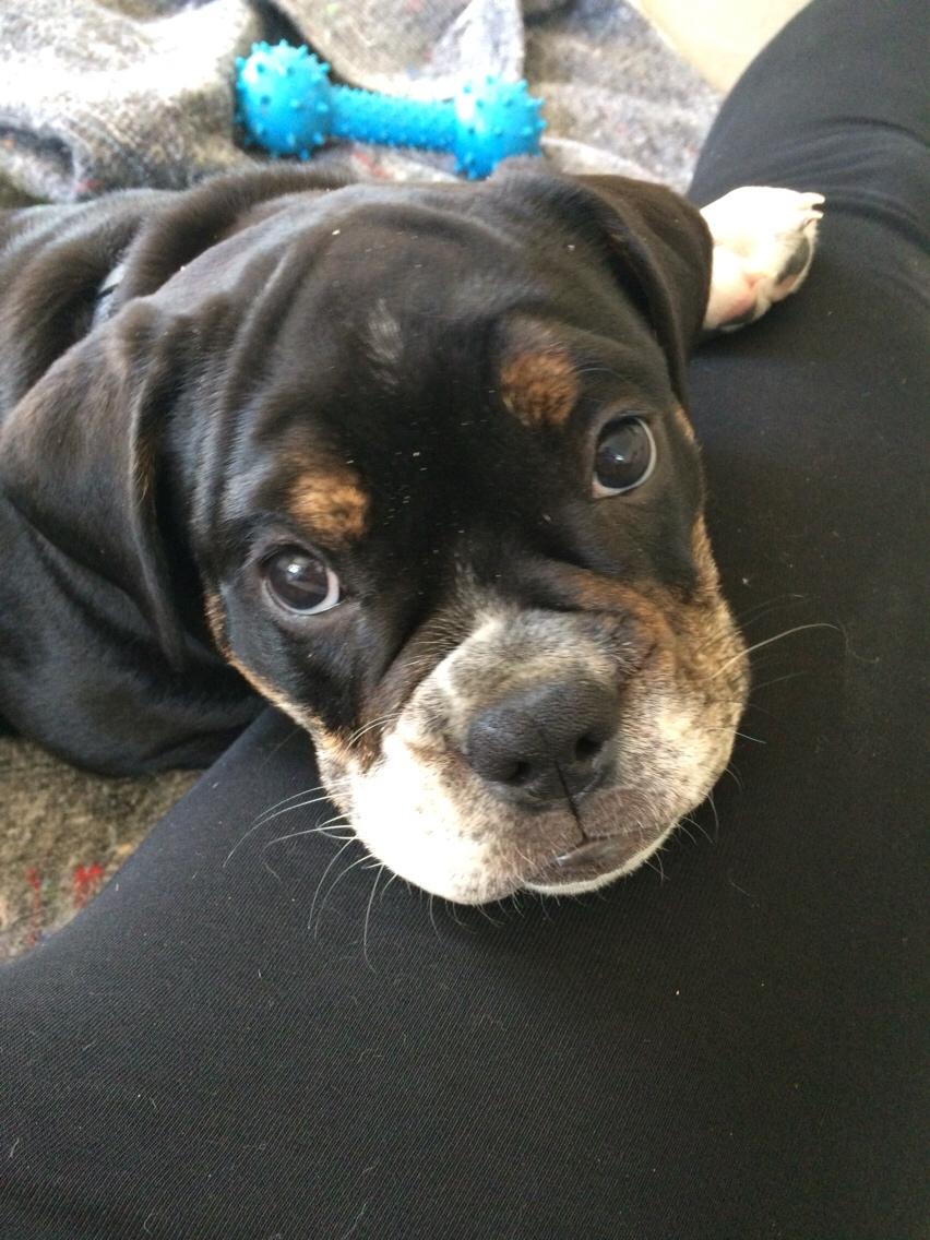 Olde english bulldogge Catobull's Sir Mogens billede 20