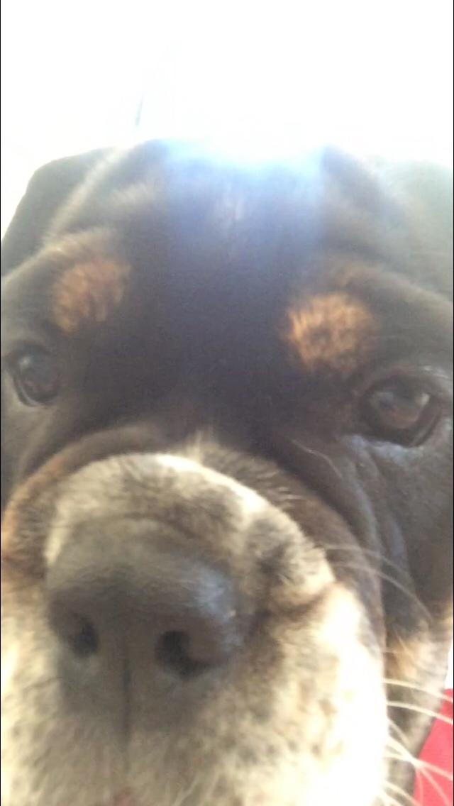 Olde english bulldogge Catobull's Sir Mogens billede 21