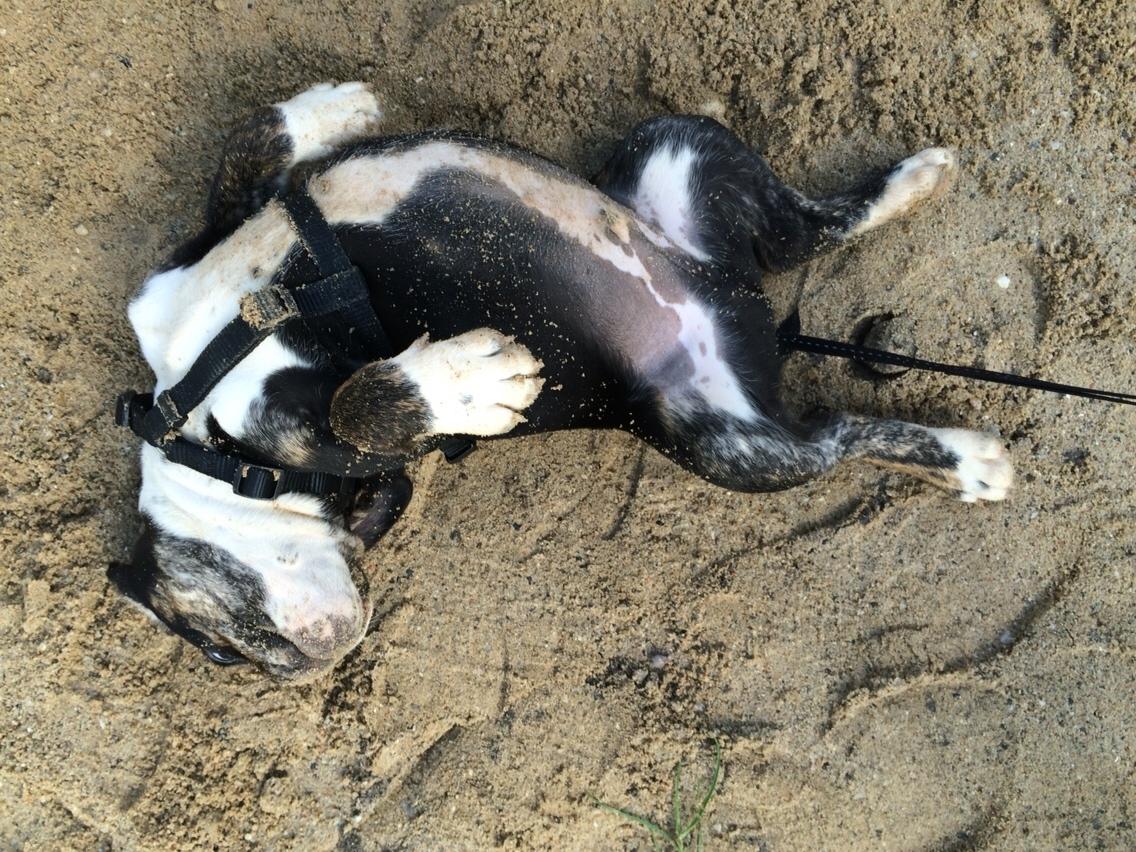 Olde english bulldogge Catobull's Sir Mogens billede 22