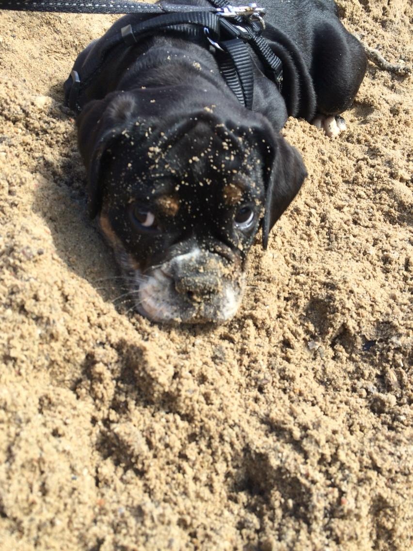 Olde english bulldogge Catobull's Sir Mogens billede 23