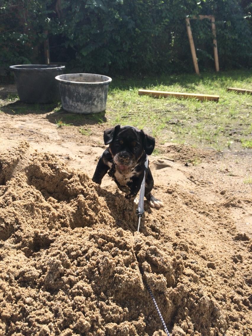 Olde english bulldogge Catobull's Sir Mogens billede 24