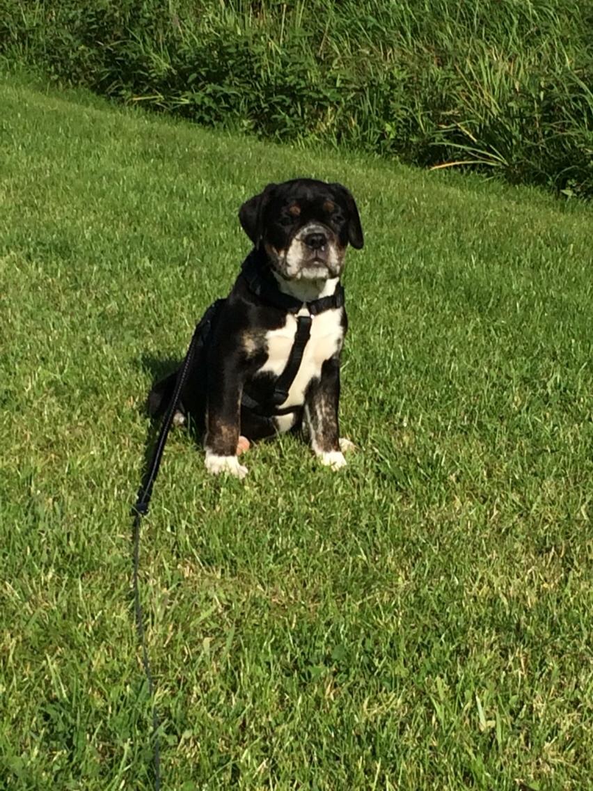 Olde english bulldogge Catobull's Sir Mogens billede 26