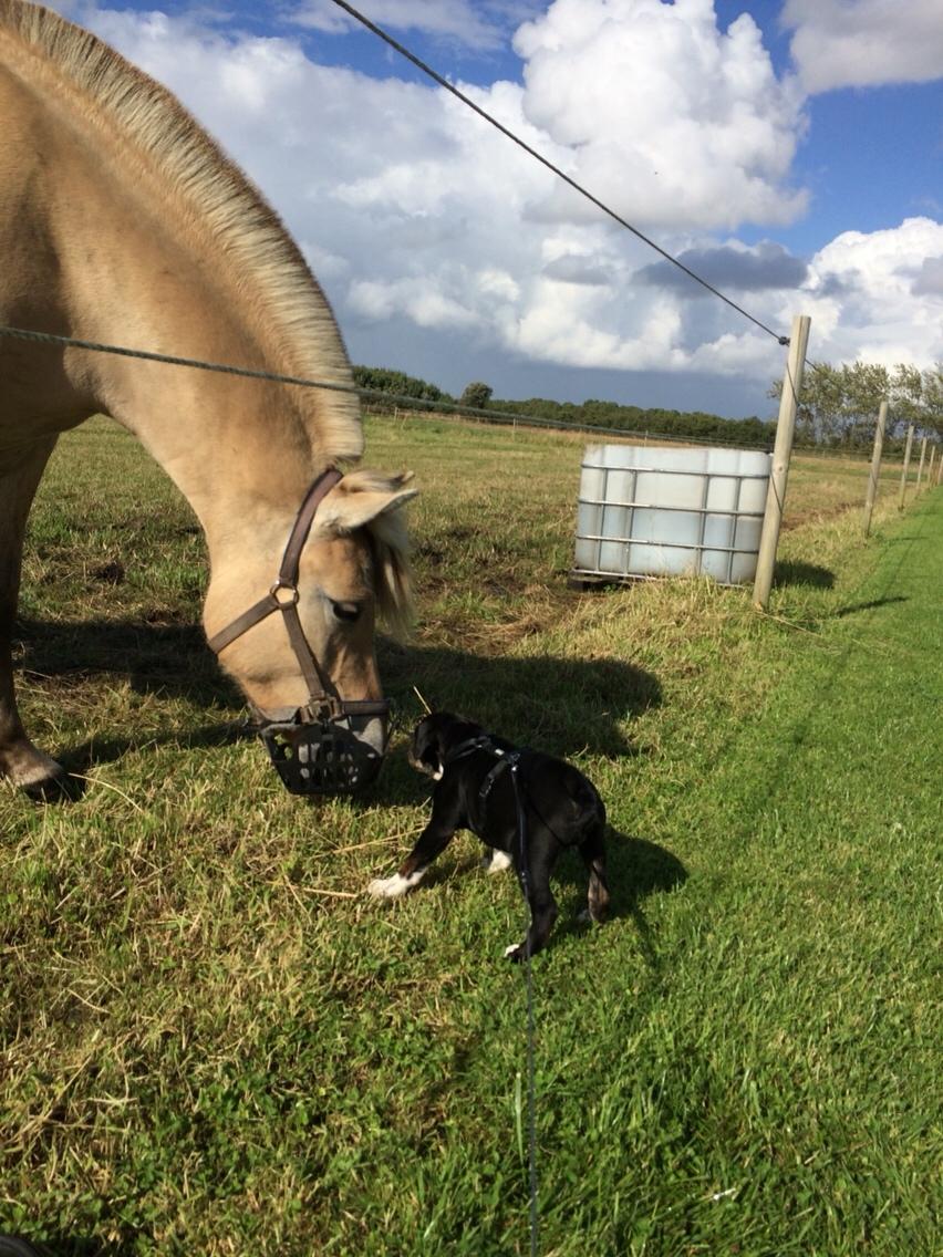 Olde english bulldogge Catobull's Sir Mogens billede 25