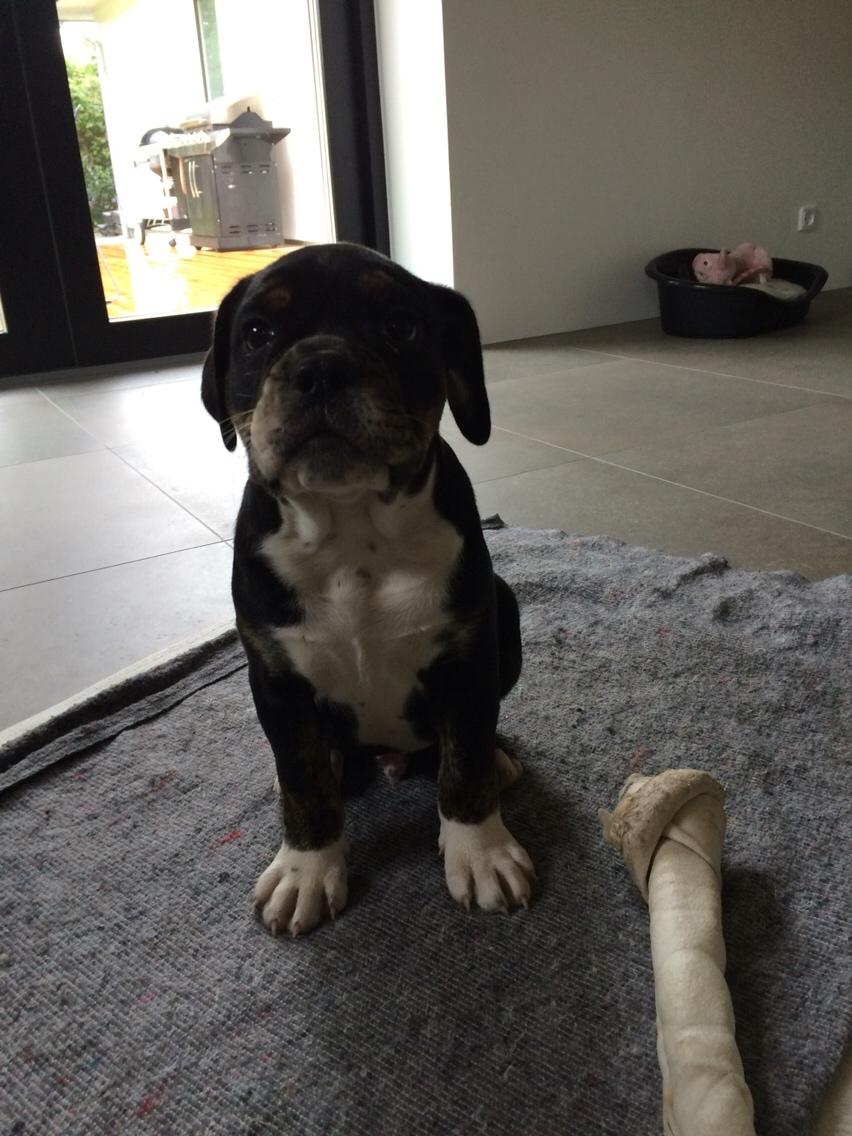 Olde english bulldogge Catobull's Sir Mogens billede 27