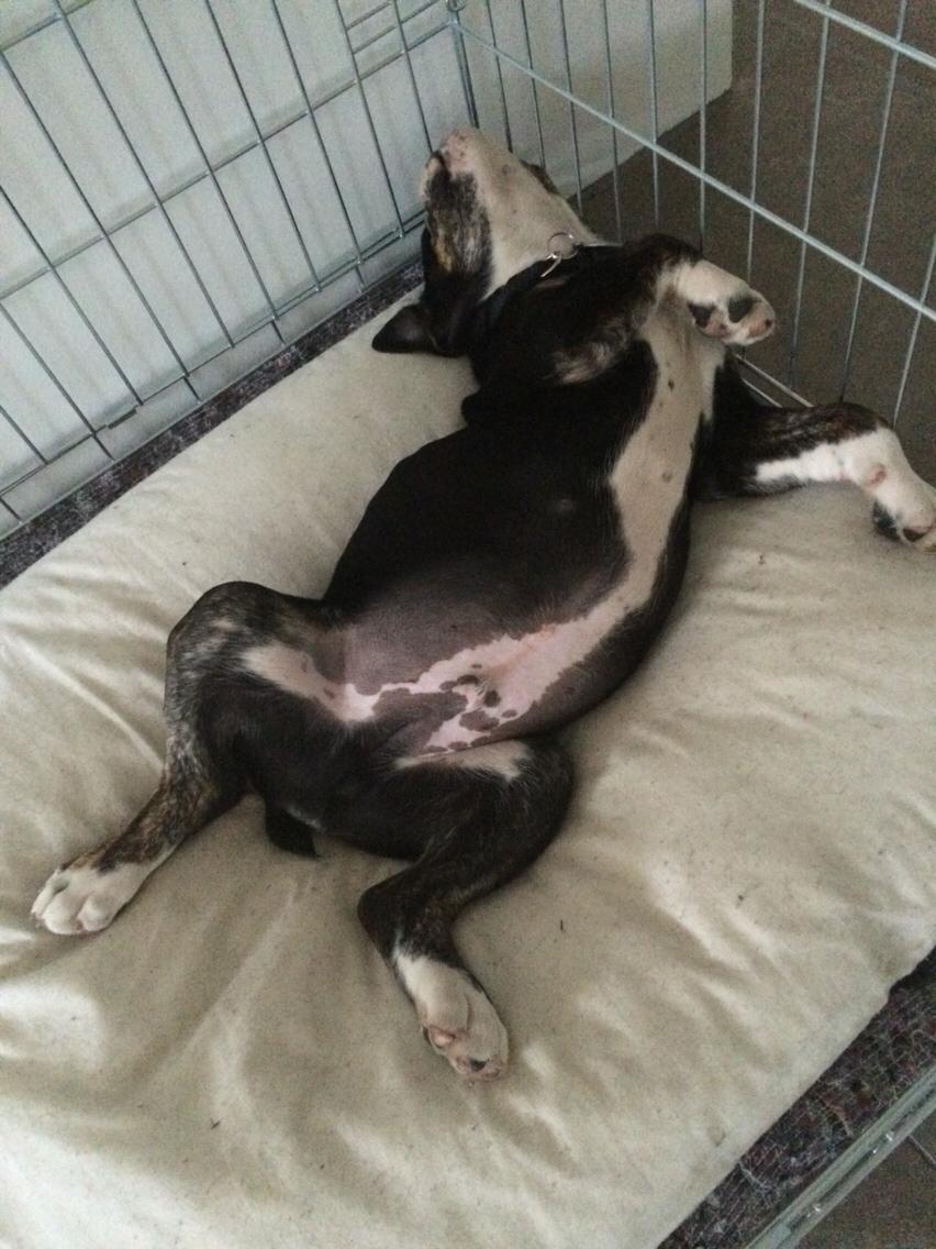 Olde english bulldogge Catobull's Sir Mogens billede 28