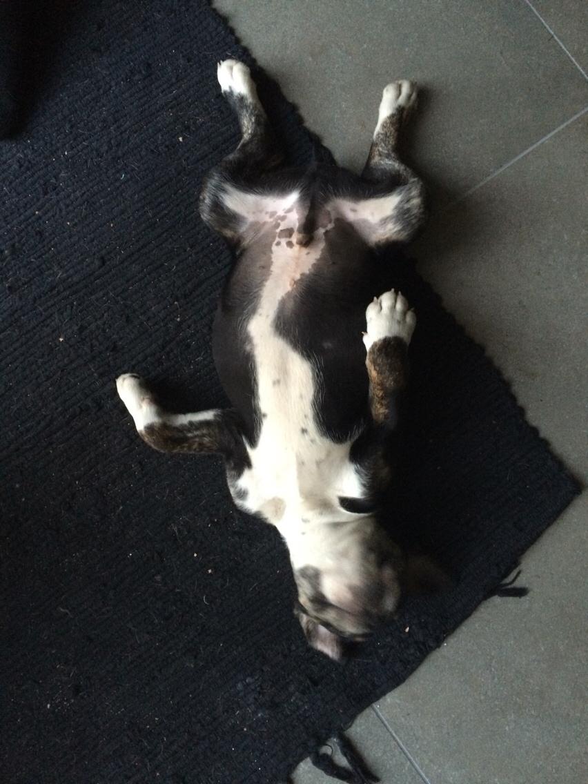 Olde english bulldogge Catobull's Sir Mogens billede 29