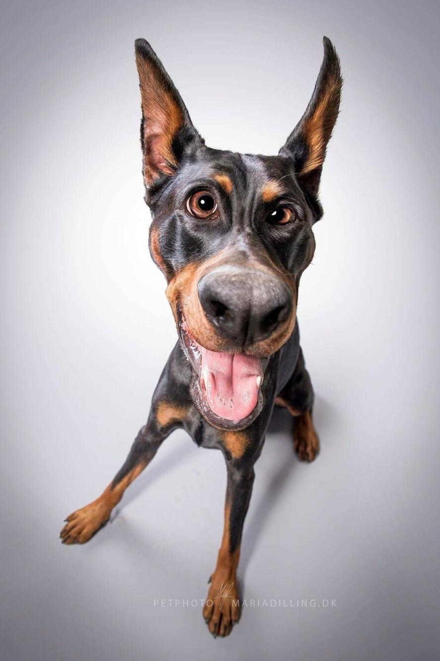 Dobermann Tahi-réme Nikon / Nooka billede 5