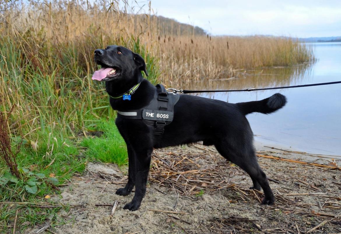 Blanding af racer Boss billede 30