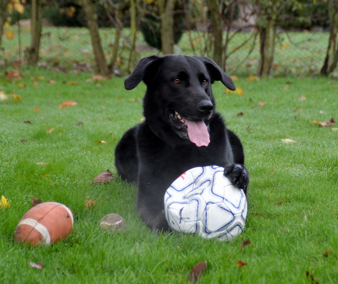 Blanding af racer Boss billede 29