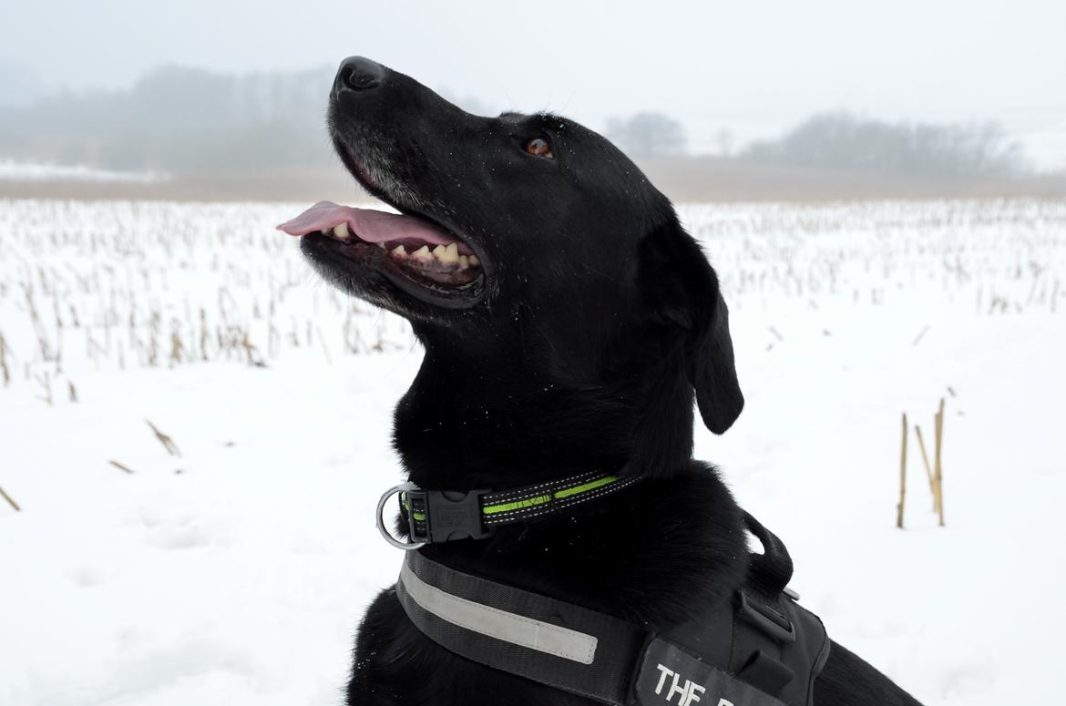 Blanding af racer Boss billede 33