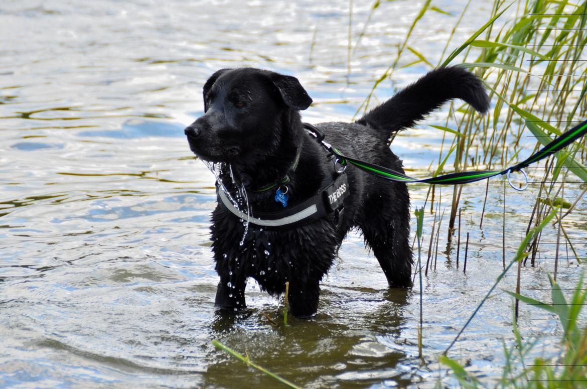 Blanding af racer Boss billede 35