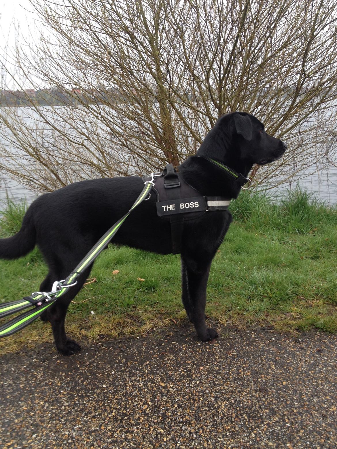 Blanding af racer Boss billede 34