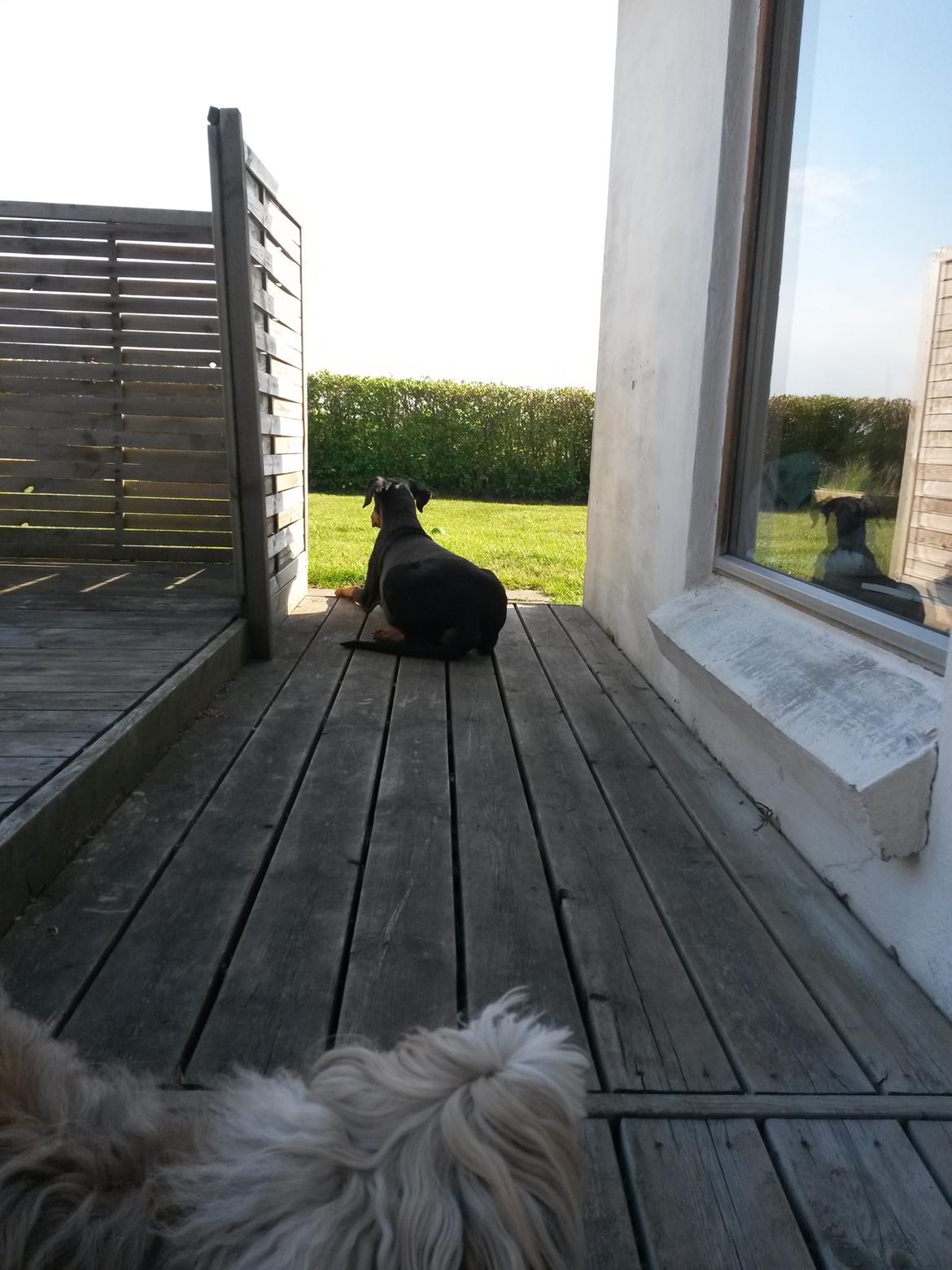 Dobermann Raphaels Fleur R.I.P <3 billede 13