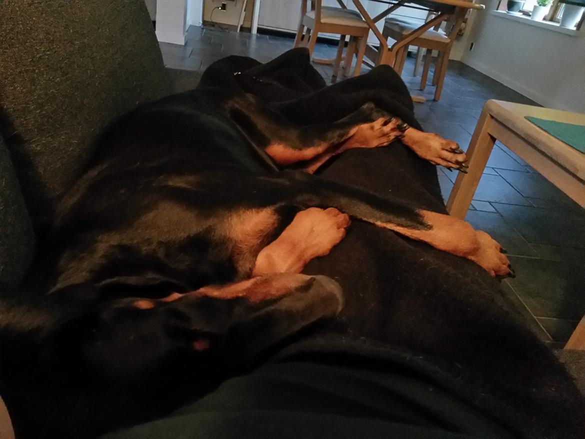 Dobermann Raphaels Fleur R.I.P <3 billede 14