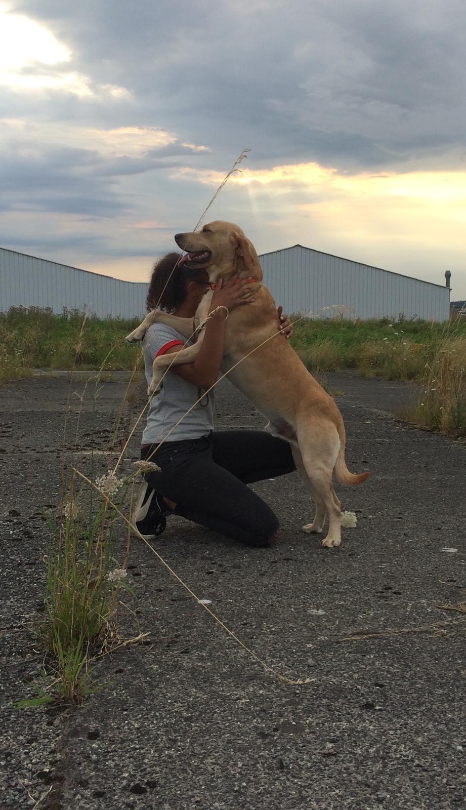 Labrador retriever Batmoors Cromarty Twig billede 16