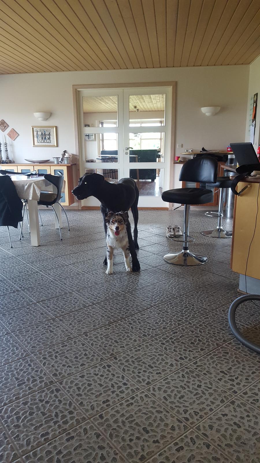 Australian shepherd Nougat billede 16