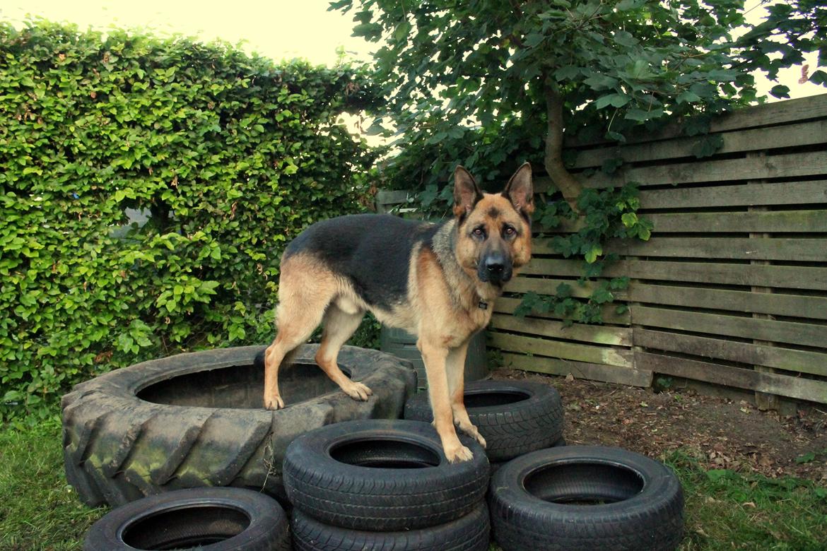 Schæferhund Kato billede 18