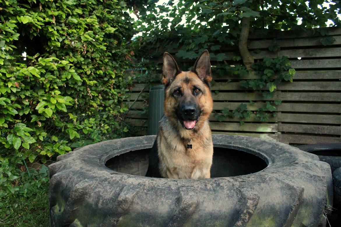 Schæferhund Kato billede 20